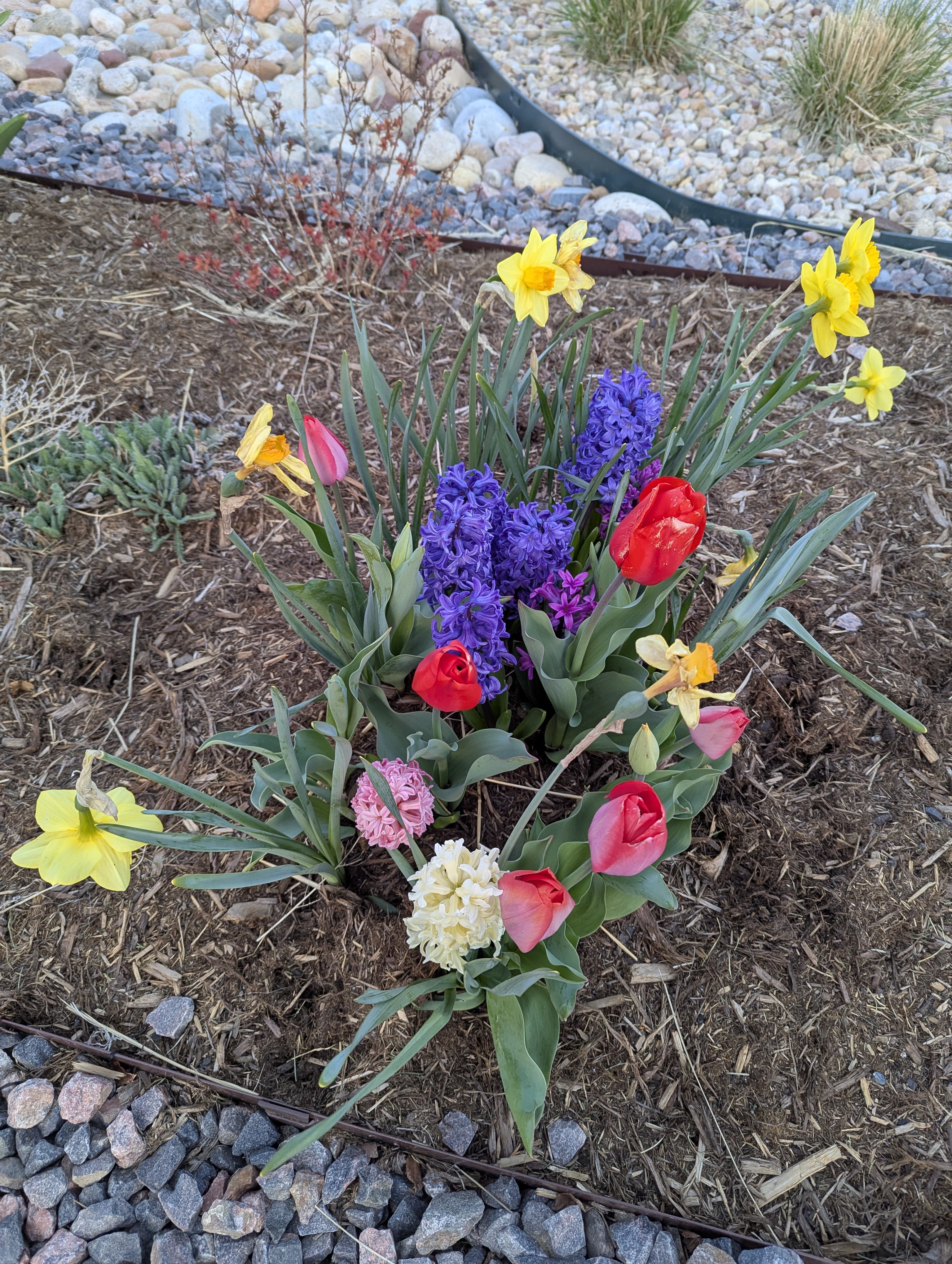 Garden, Flowers, Morrison, Colorado
